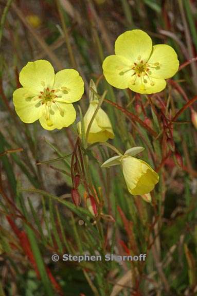 camissonia campestris ssp campestris 2 graphic